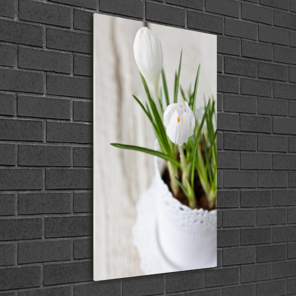 Print on acrylic White crocuses