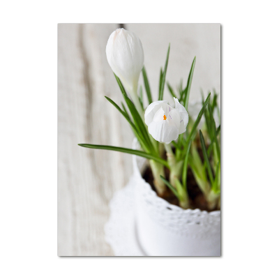 Print on acrylic White crocuses