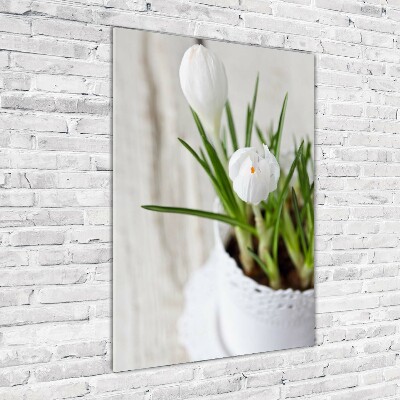 Print on acrylic White crocuses