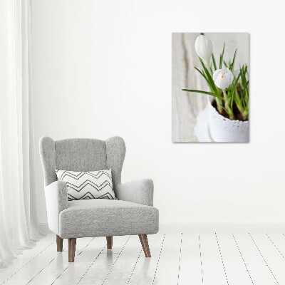 Print on acrylic White crocuses