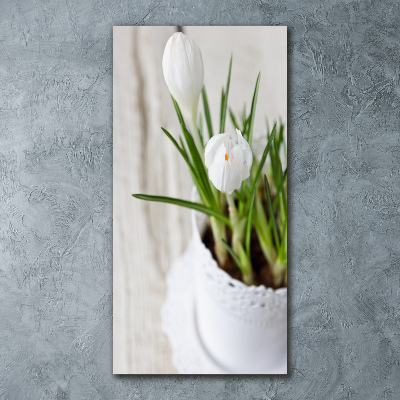 Print on acrylic White crocuses