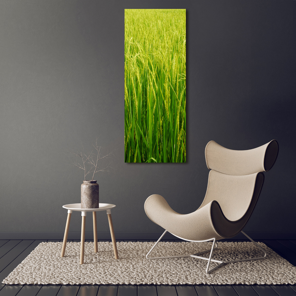 Acrylic print Rice plantation