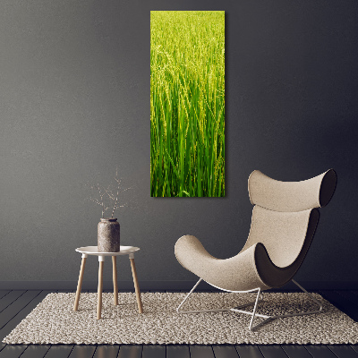 Acrylic print Rice plantation