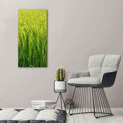 Acrylic print Rice plantation