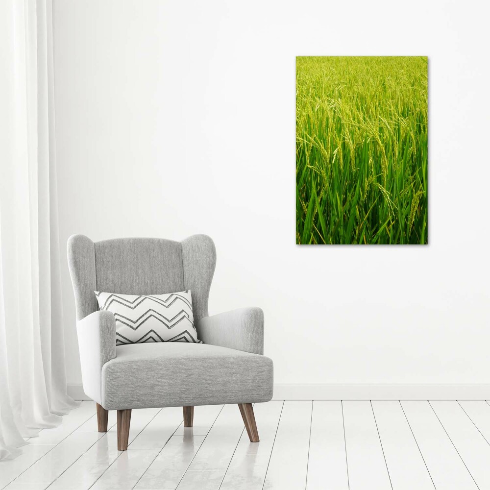 Acrylic print Rice plantation