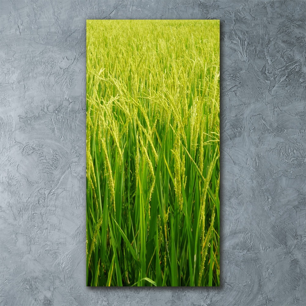 Acrylic print Rice plantation