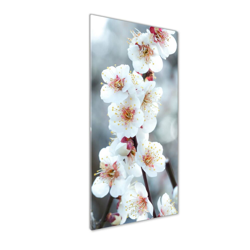 Acrylic print Cherry blossoms