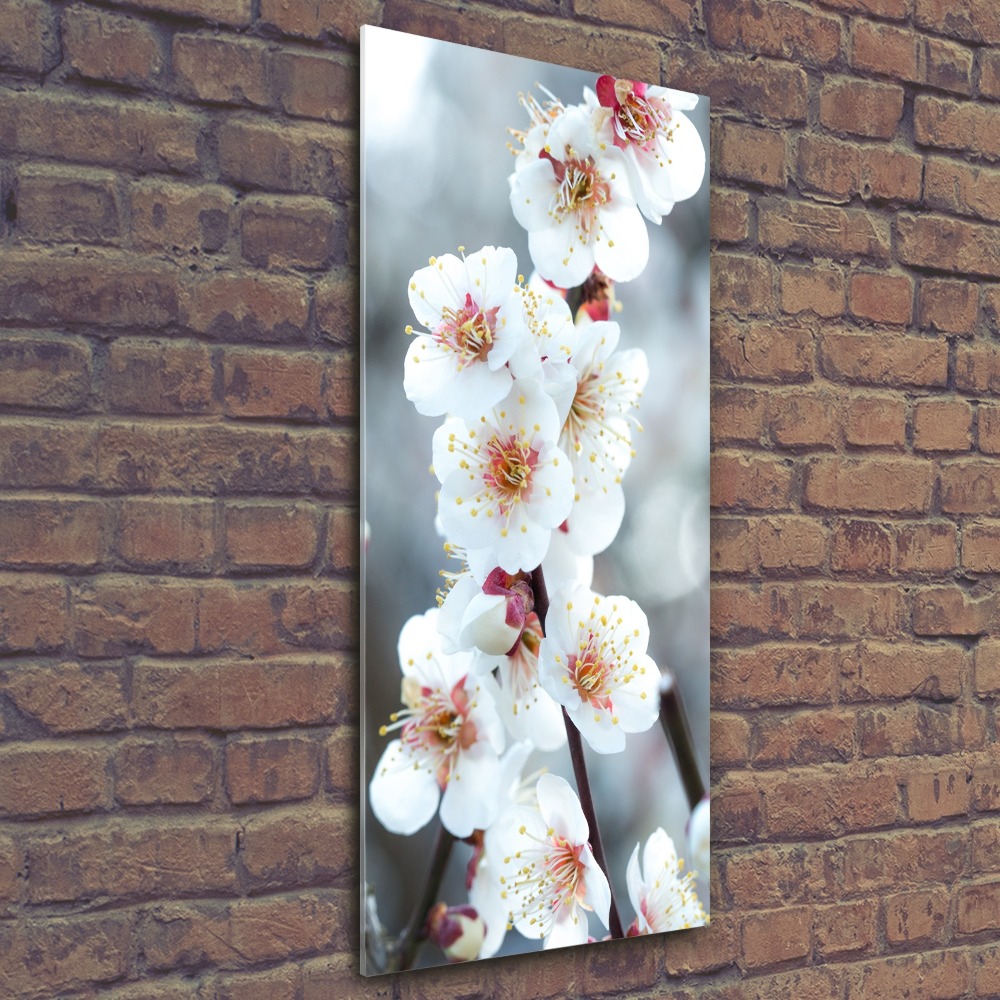 Acrylic print Cherry blossoms