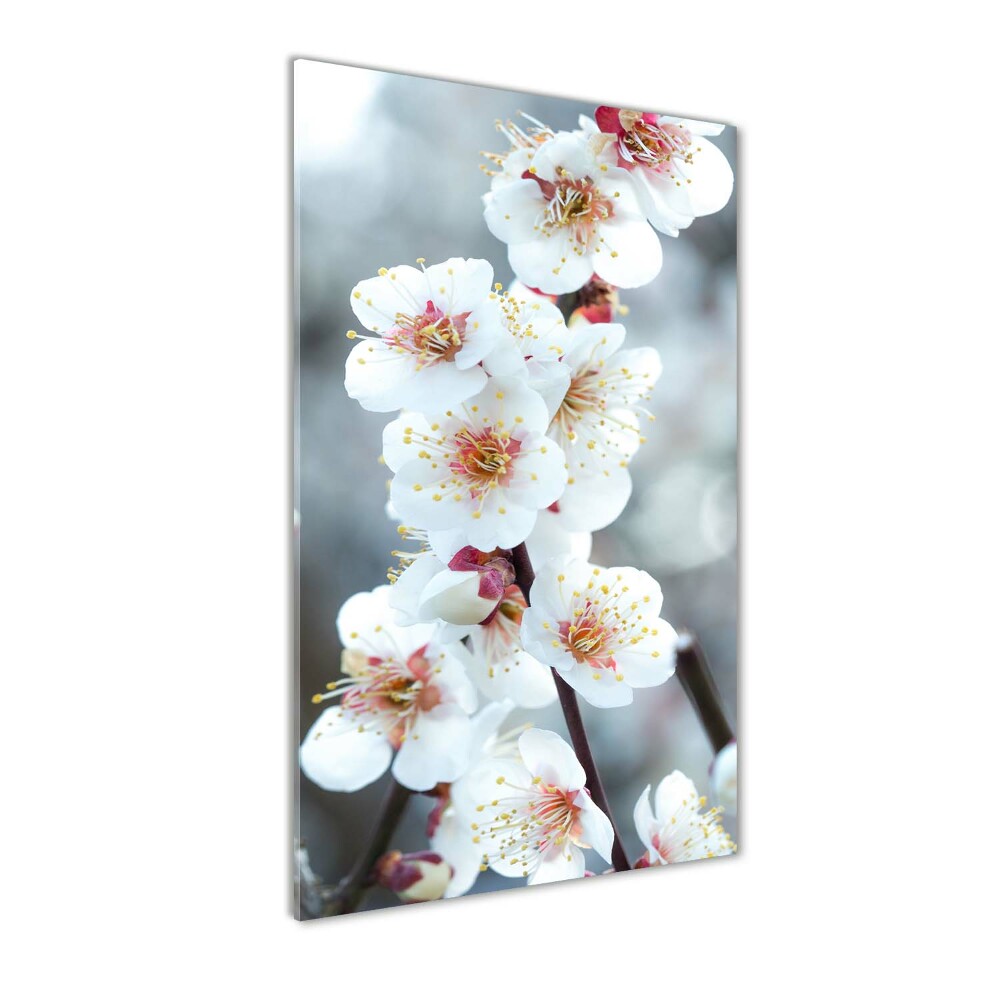 Acrylic print Cherry blossoms