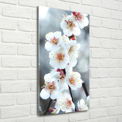 Acrylic print Cherry blossoms