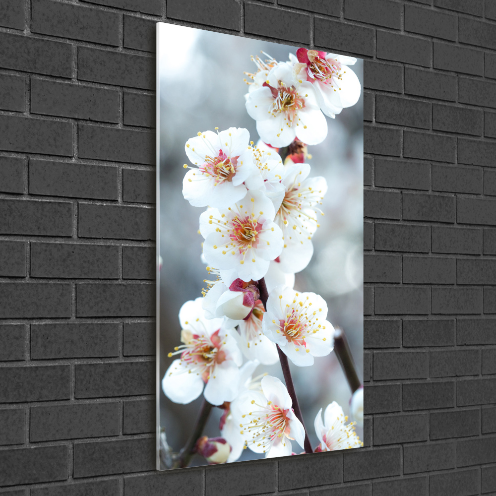 Acrylic print Cherry blossoms