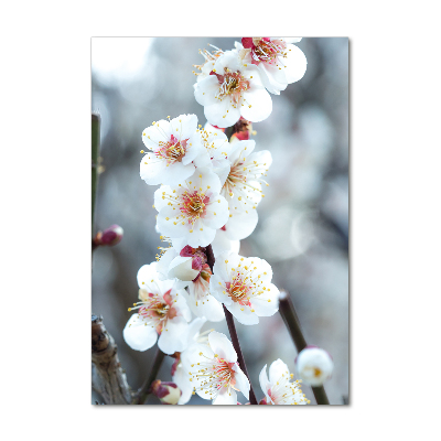 Acrylic print Cherry blossoms