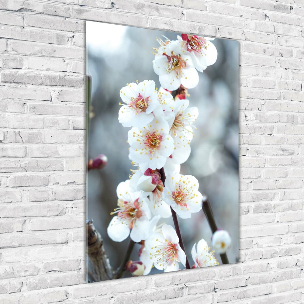 Acrylic print Cherry blossoms