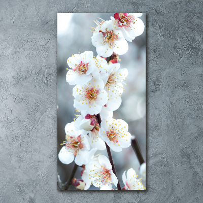 Acrylic print Cherry blossoms