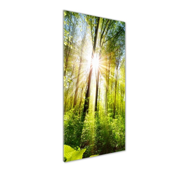 Acrylic print The sun in the forest