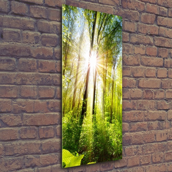 Acrylic print The sun in the forest