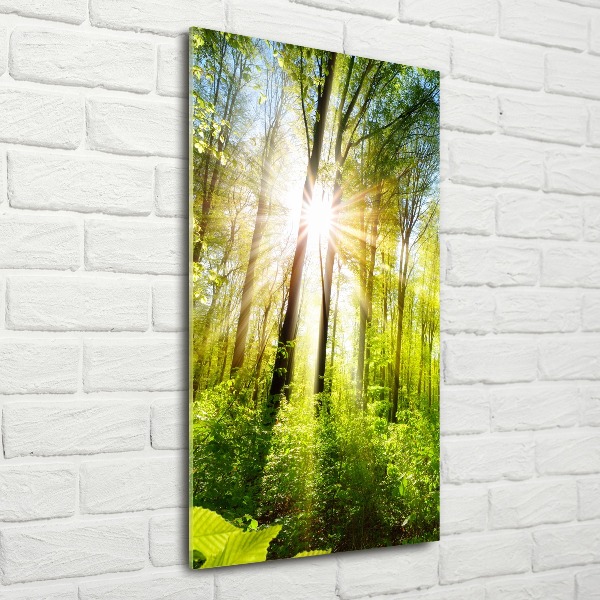 Acrylic print The sun in the forest