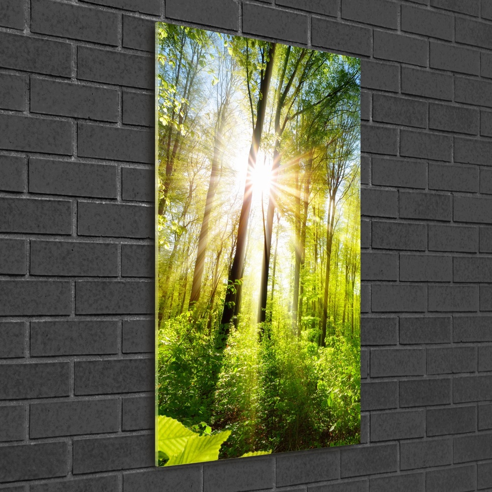 Acrylic print The sun in the forest