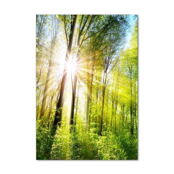 Acrylic print The sun in the forest