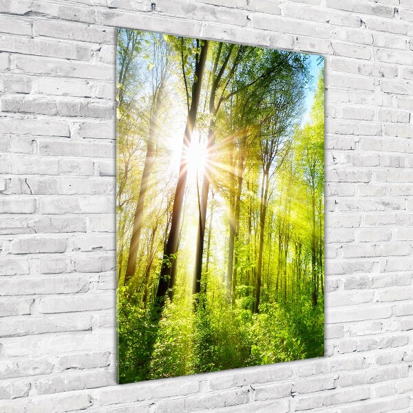 Acrylic print The sun in the forest