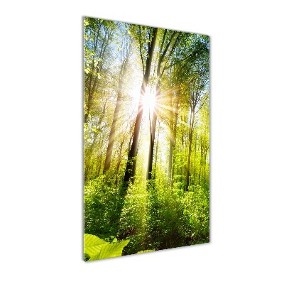 Acrylic print The sun in the forest