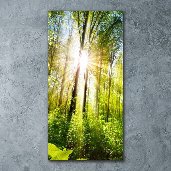 Acrylic print The sun in the forest