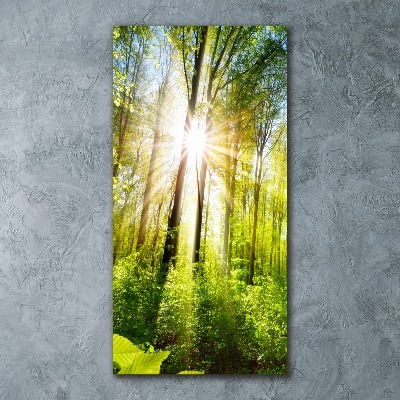 Acrylic print The sun in the forest