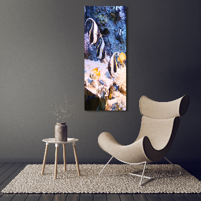 Acrylic print Coral reef