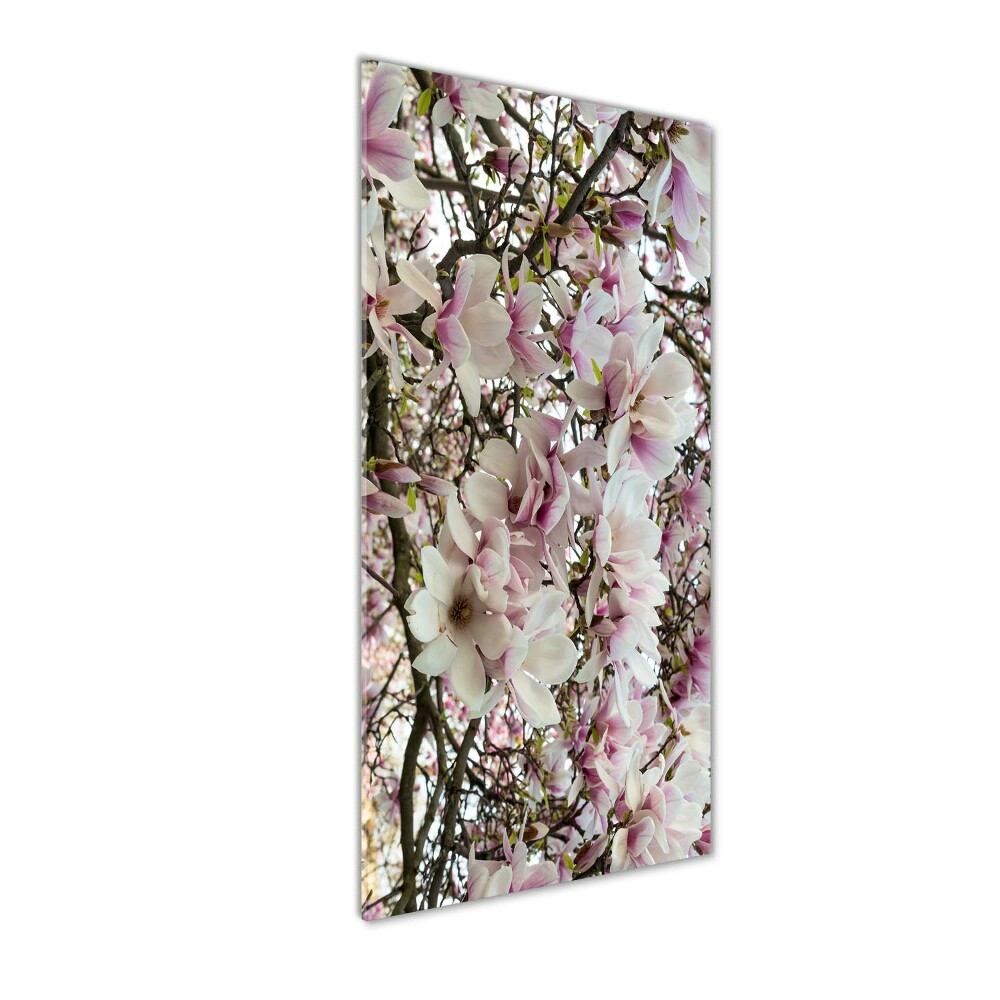 Acrylic print Magnolia flowers