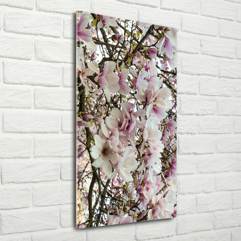 Acrylic print Magnolia flowers