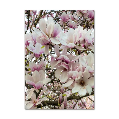 Acrylic print Magnolia flowers