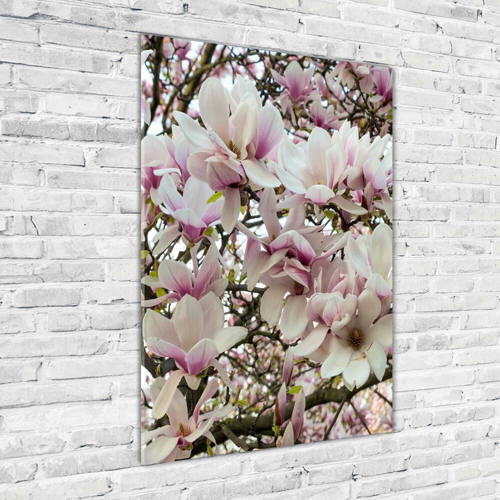 Acrylic print Magnolia flowers