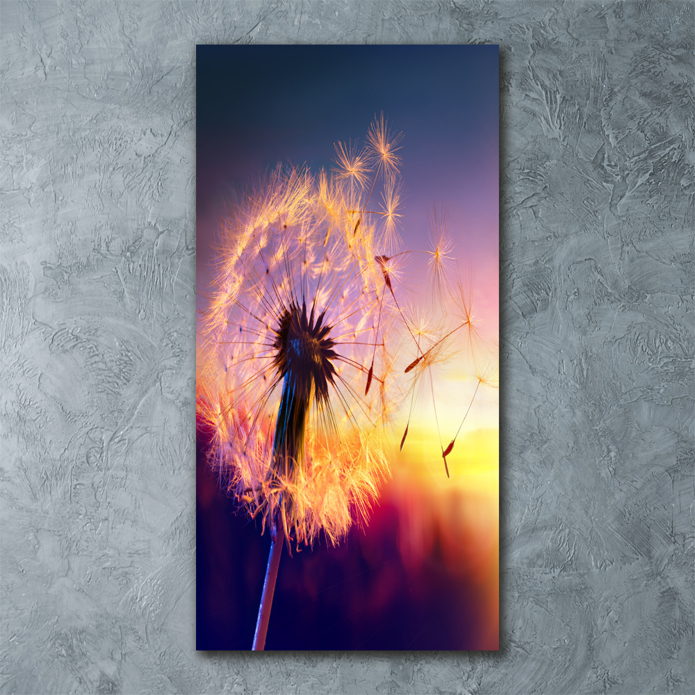 Acrylic print Dandelion