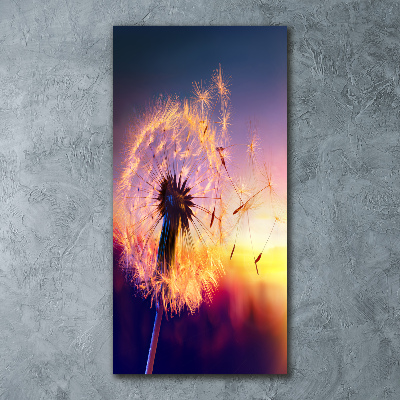 Acrylic print Dandelion