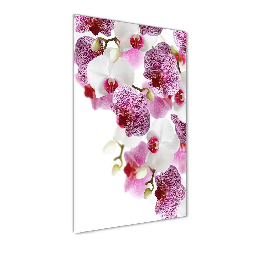 Acrylic print Orchid