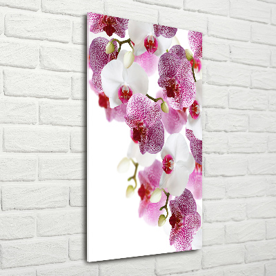 Acrylic print Orchid