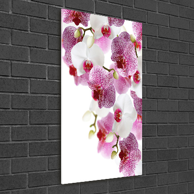 Acrylic print Orchid