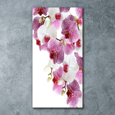 Acrylic print Orchid