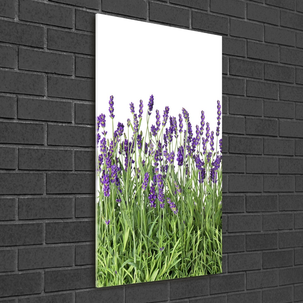 Print on acrylic glass Lavender field