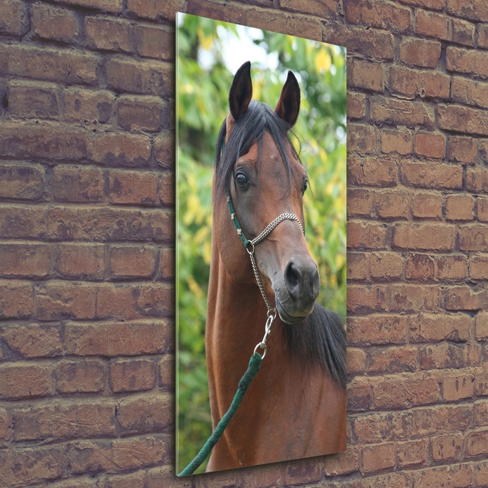 Print on acrylic Portrait of a horse