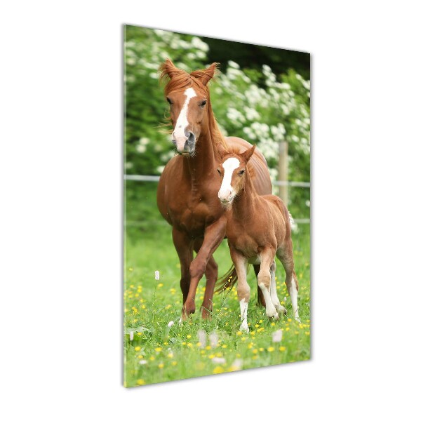 Print on acrylic Mare and foal