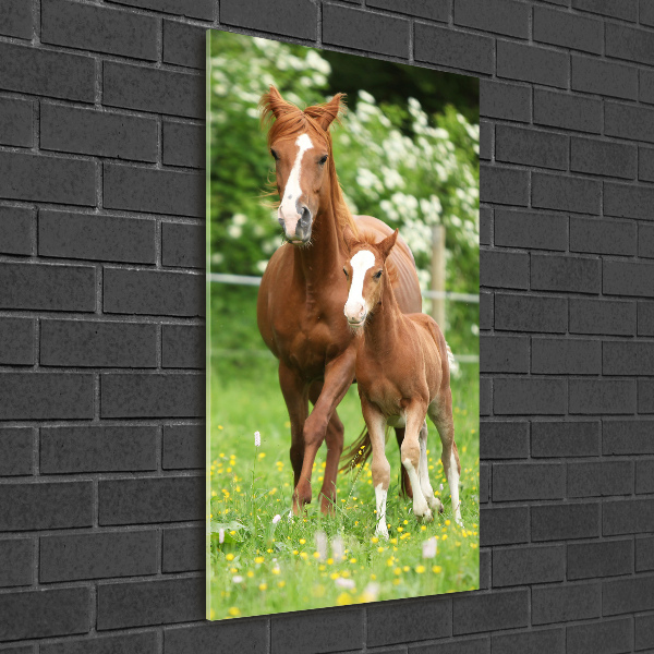 Print on acrylic Mare and foal