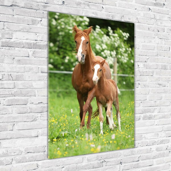 Print on acrylic Mare and foal