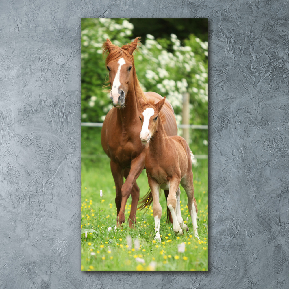 Print on acrylic Mare and foal