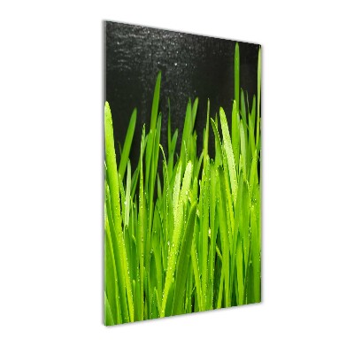 Acrylic print Blade of grass