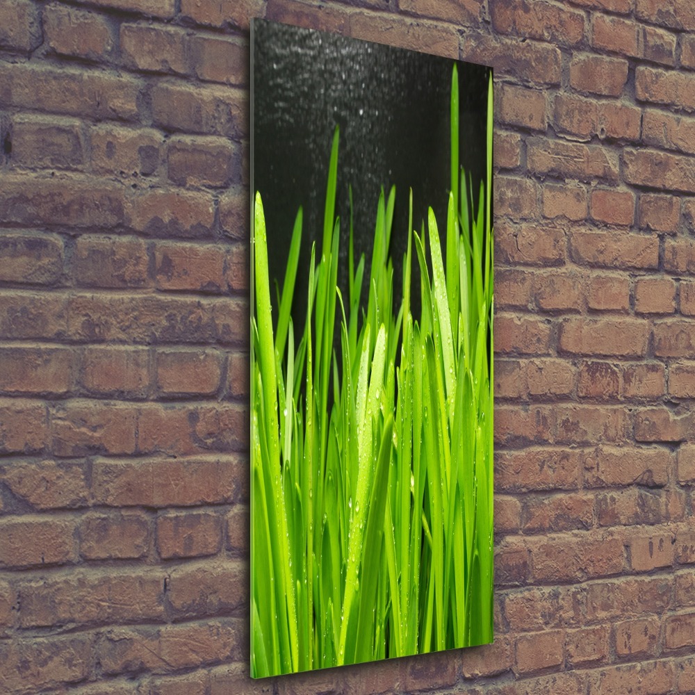 Acrylic print Blade of grass