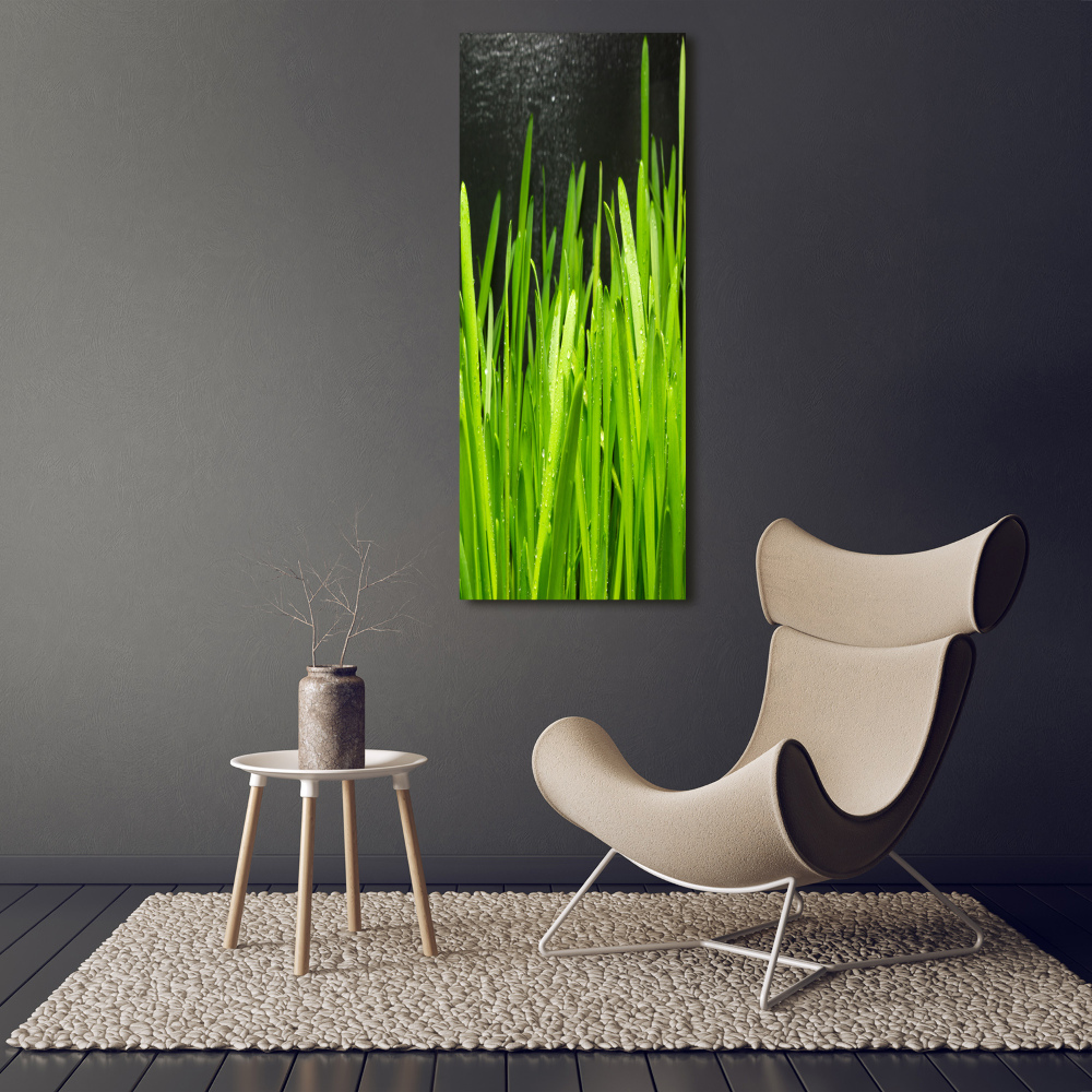 Acrylic print Blade of grass