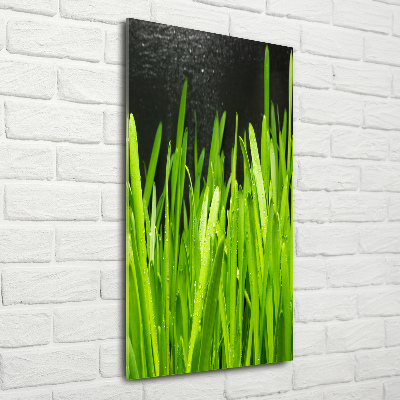 Acrylic print Blade of grass