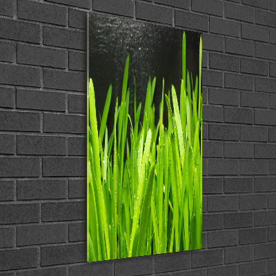 Acrylic print Blade of grass