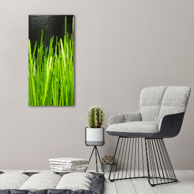 Acrylic print Blade of grass